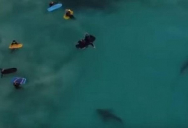 Дети плавали в море в окружении 400 акул
