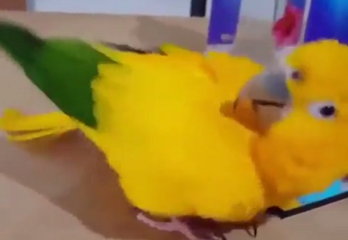 Танцующий попугай